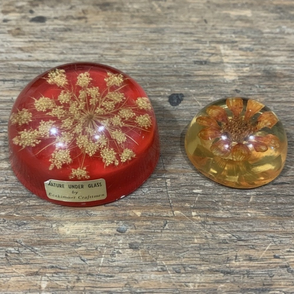 Cragsmoor‎ Craftsman Nature Under Glass Dandelion Lucite Paperweight, Botanical